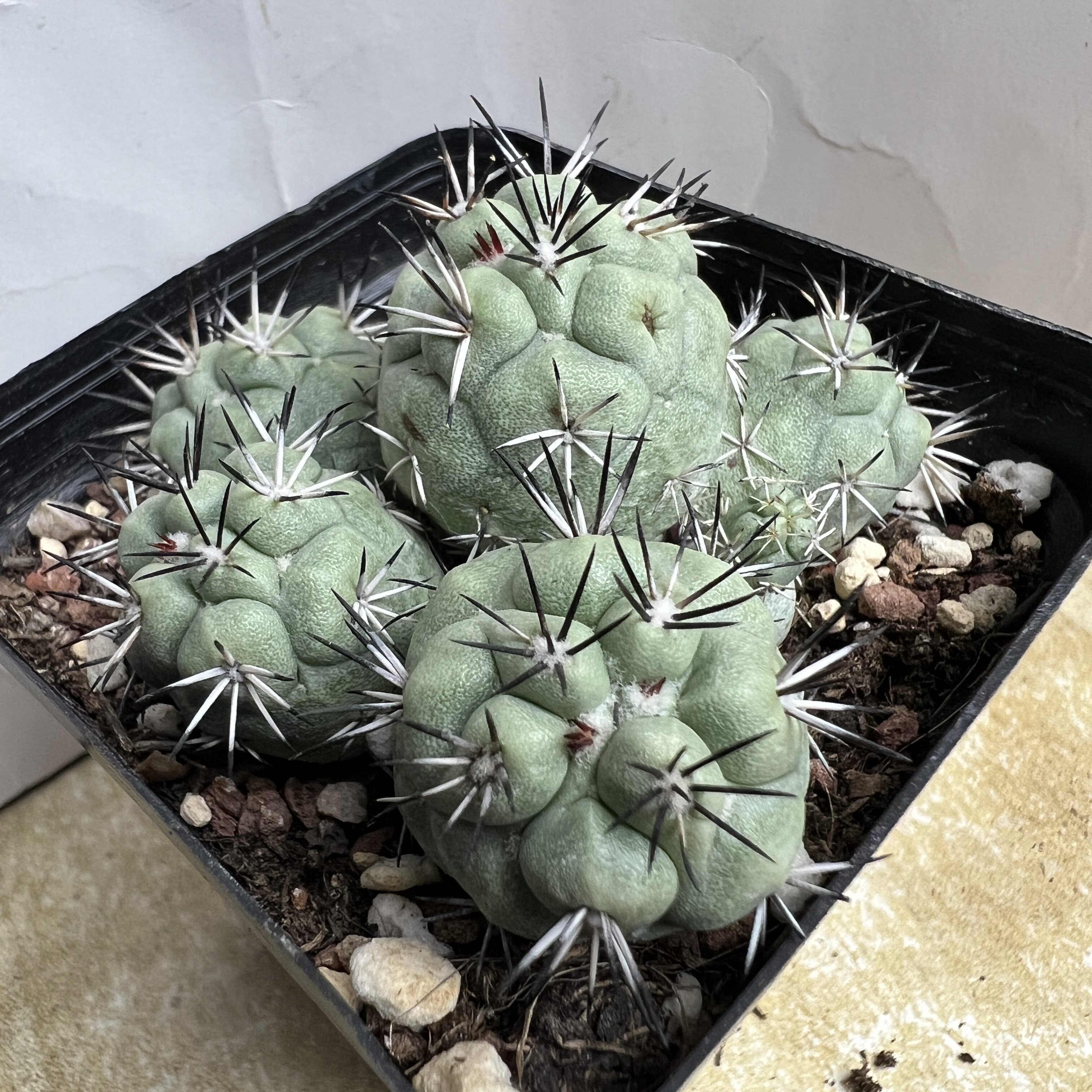 大疣帝王丸群自根仙人球块根多肉植物绿植盆栽花卉龙舌兰