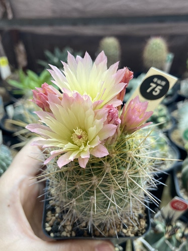 27实生狂刺伏龙玉一颗
