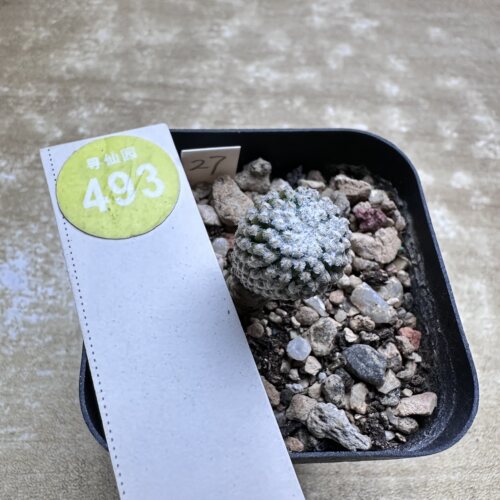 28实生银牡丹1.4cm