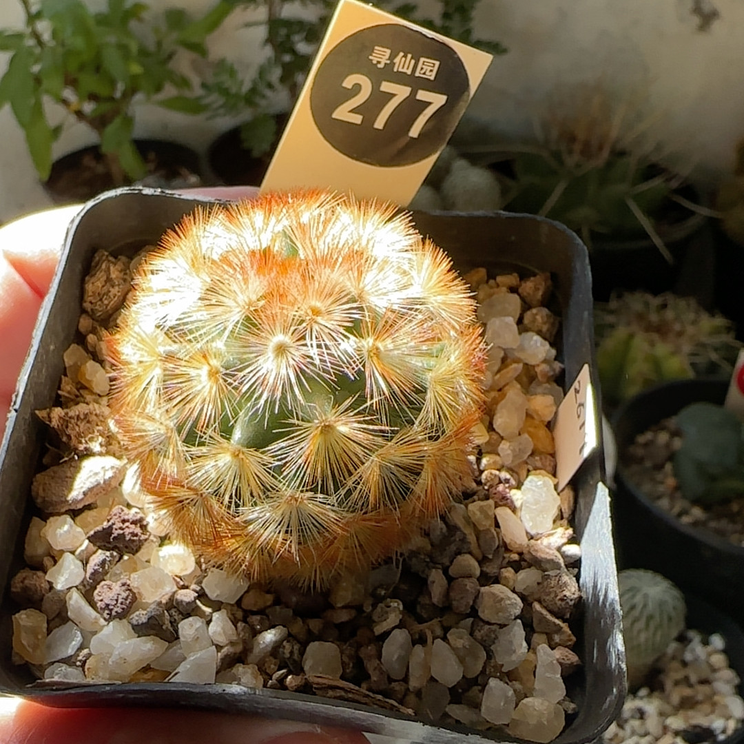 29实生佛头嘉文丸3.8cm