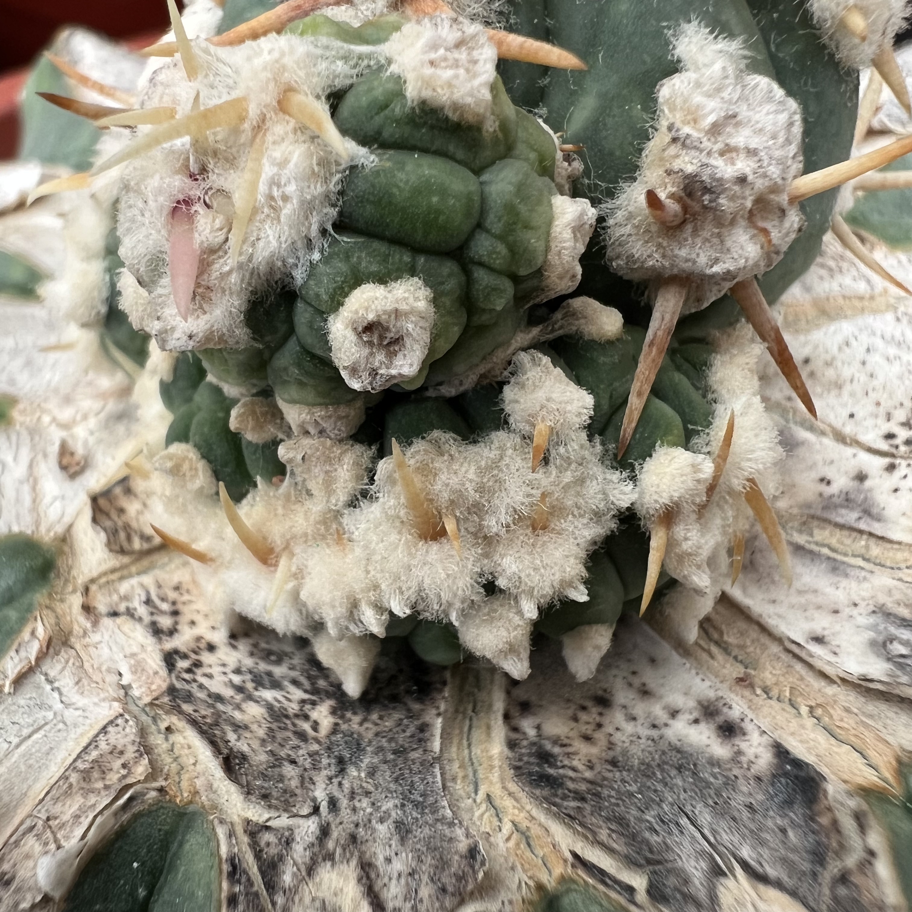 短豪刺雷帝平丸缀化群嫁接防辐射仙人球块根多肉植物绿植盆栽