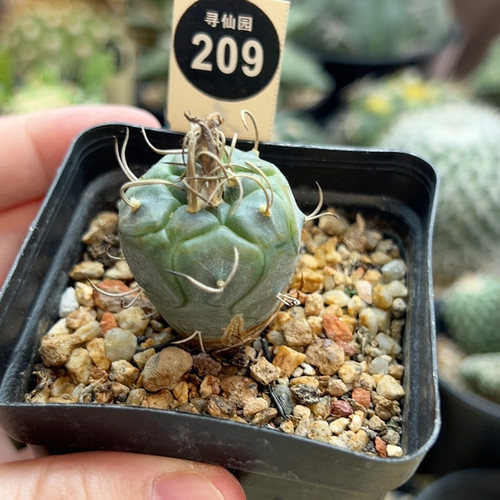 1实生乌丸娇丽2.9cm根部有斑
