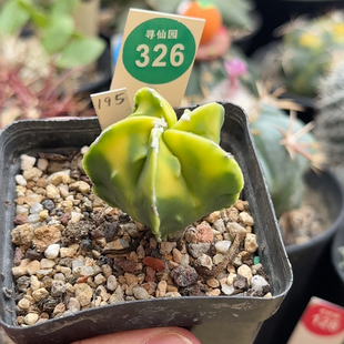 8实生核桃鸾凤玉锦3.6cm