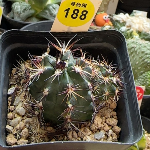 15实生双头达氏青花虾