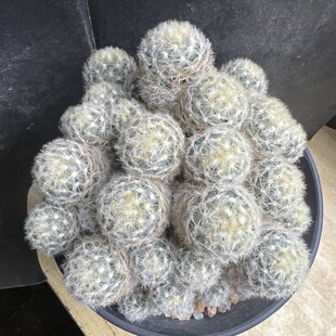 白刺嘉文丸老群仙人球块根多肉植物绿植盆栽花卉龙舌兰卧牛