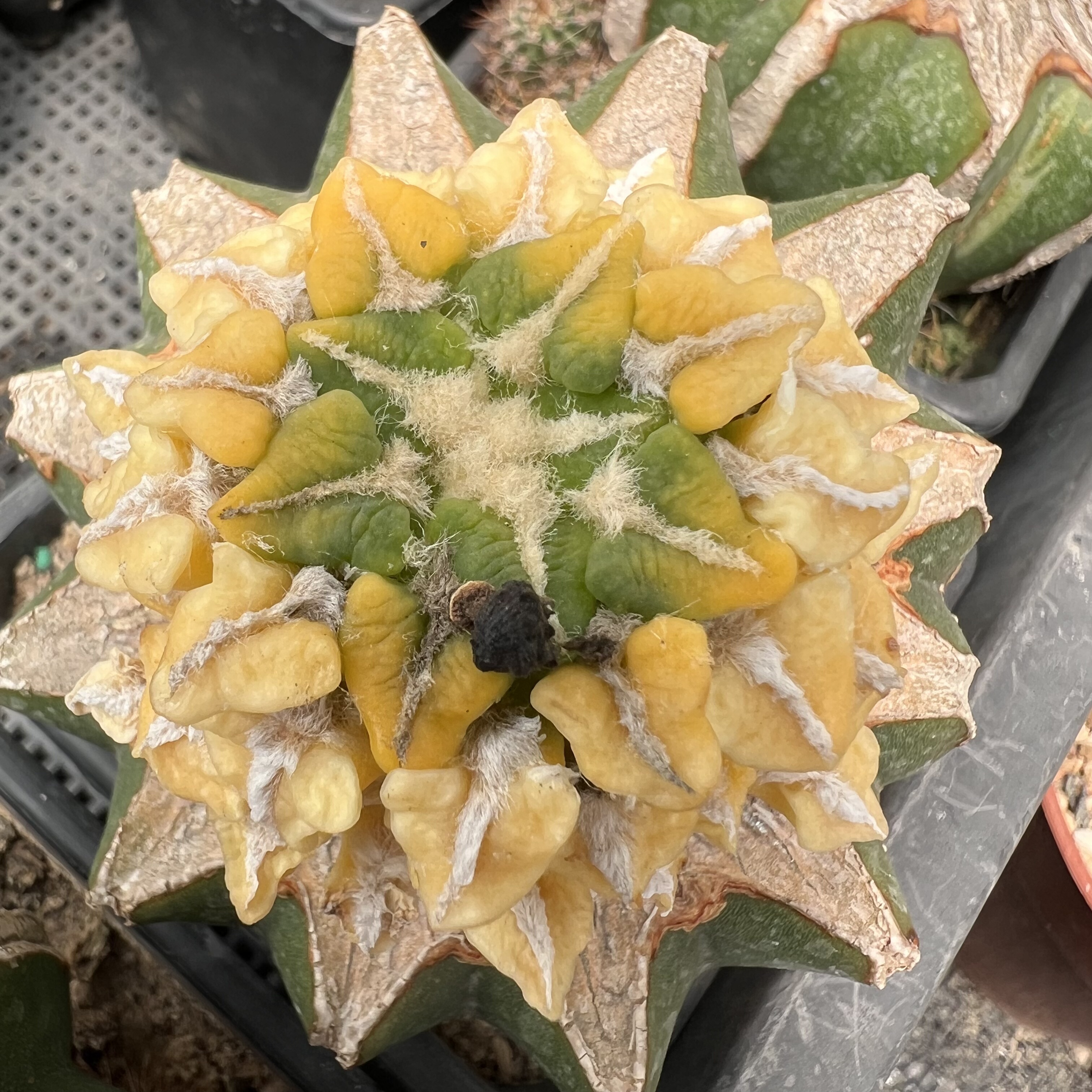 馒头黑牡丹锦草球嫁接防辐射仙人球块根多肉植物绿植盆栽花卉