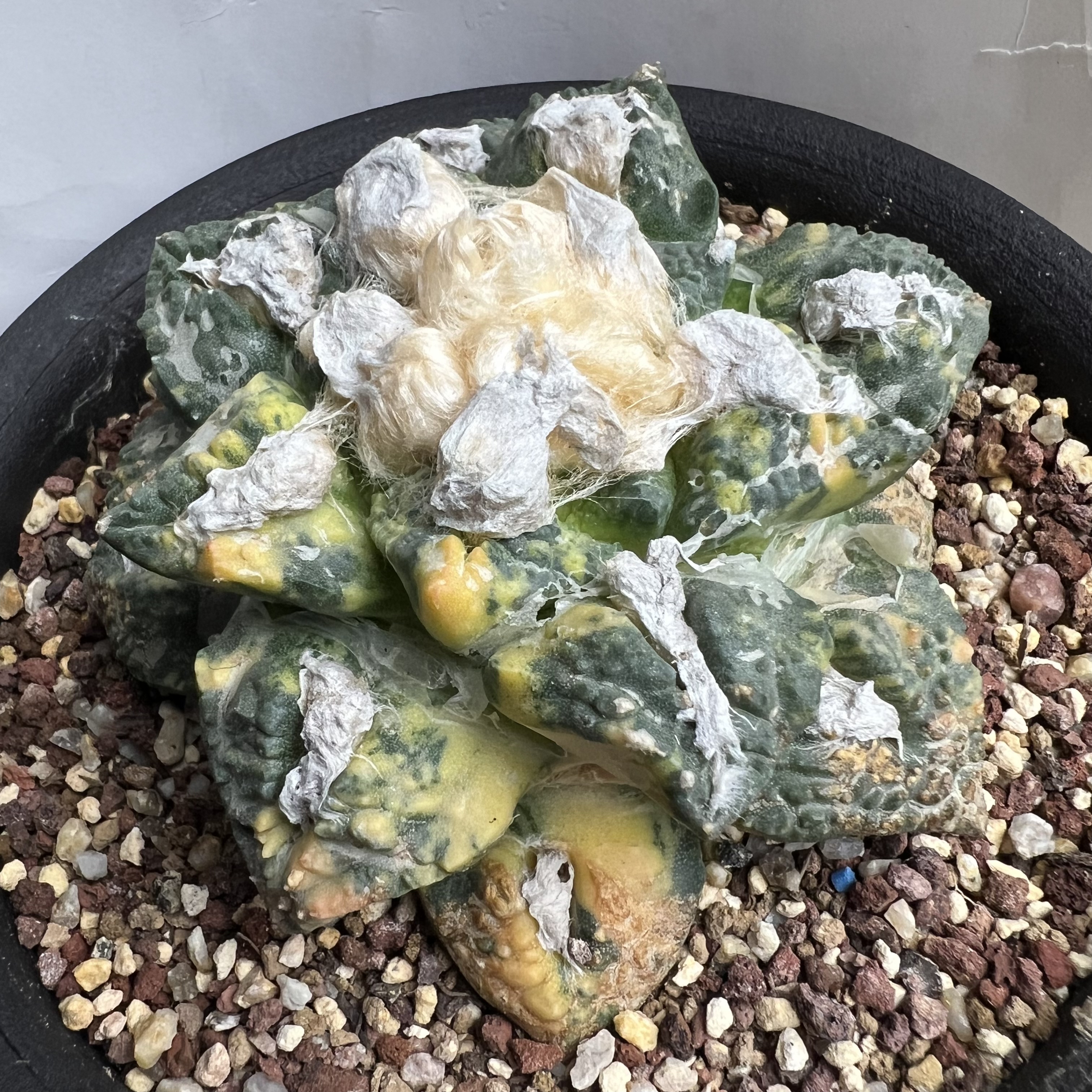 龟甲牡丹锦自根可提盆防辐射仙人球块根多肉植物绿植盆栽花卉