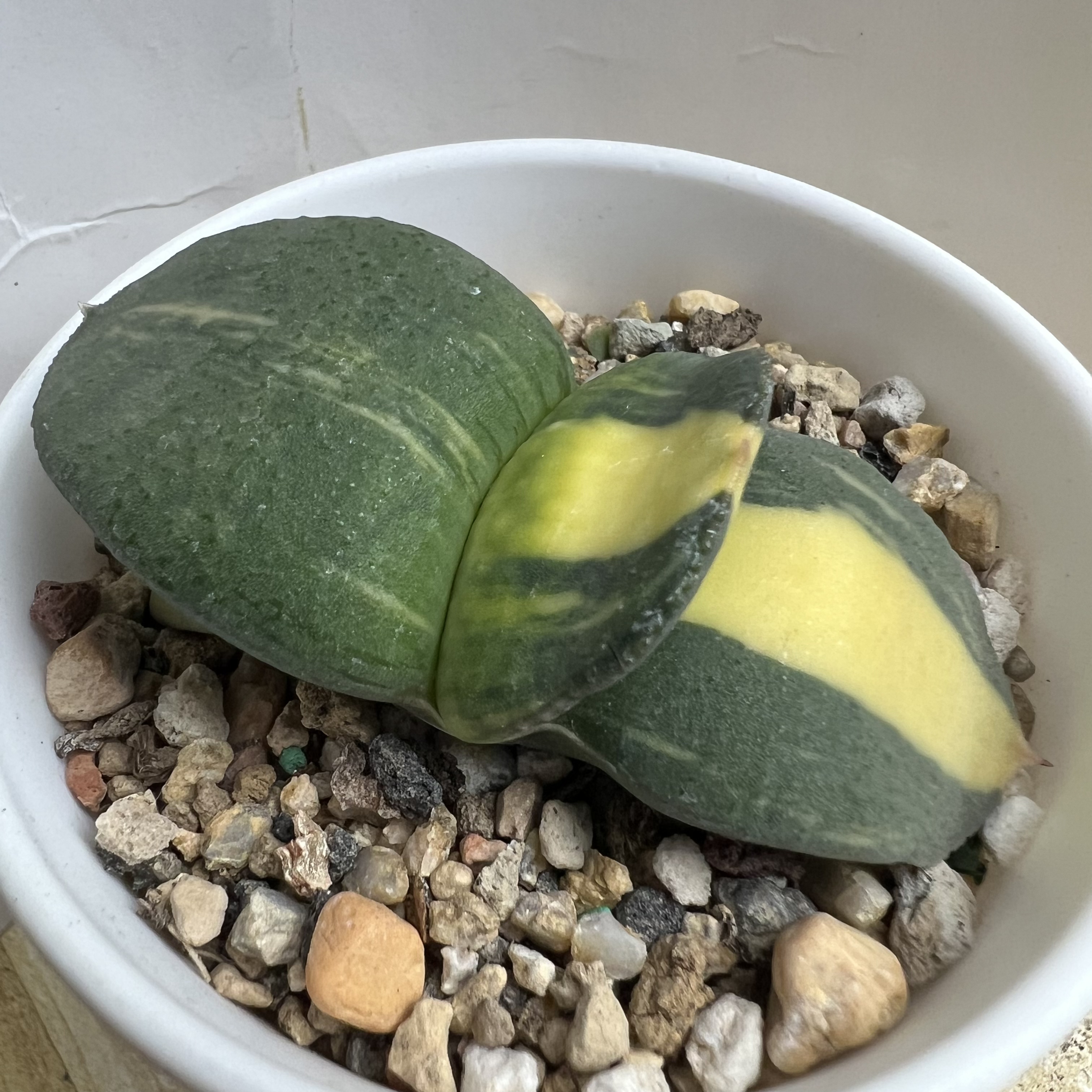 短疣卧牛锦实生防辐射仙人球块根多肉植物绿植盆栽花卉龙舌兰