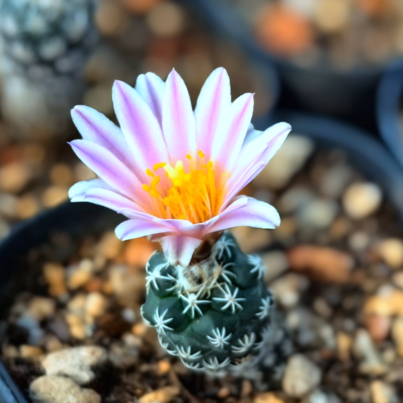 粉花长城丸仙人球多肉植物娇丽美观绿植盆栽花卉室内阳台夏季好养