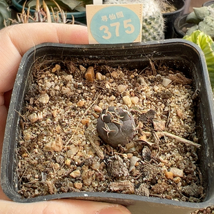 12实生海鸥刺离城丸娇丽