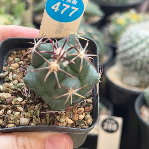 1实生豪刺大红鹰3.6cm