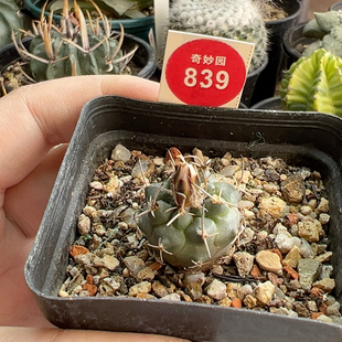 12实生幕城丸娇丽2.3cm