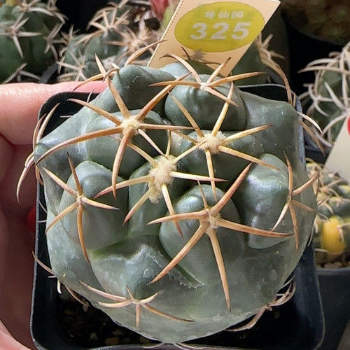 26实生豪刺安宅象牙6.2cm
