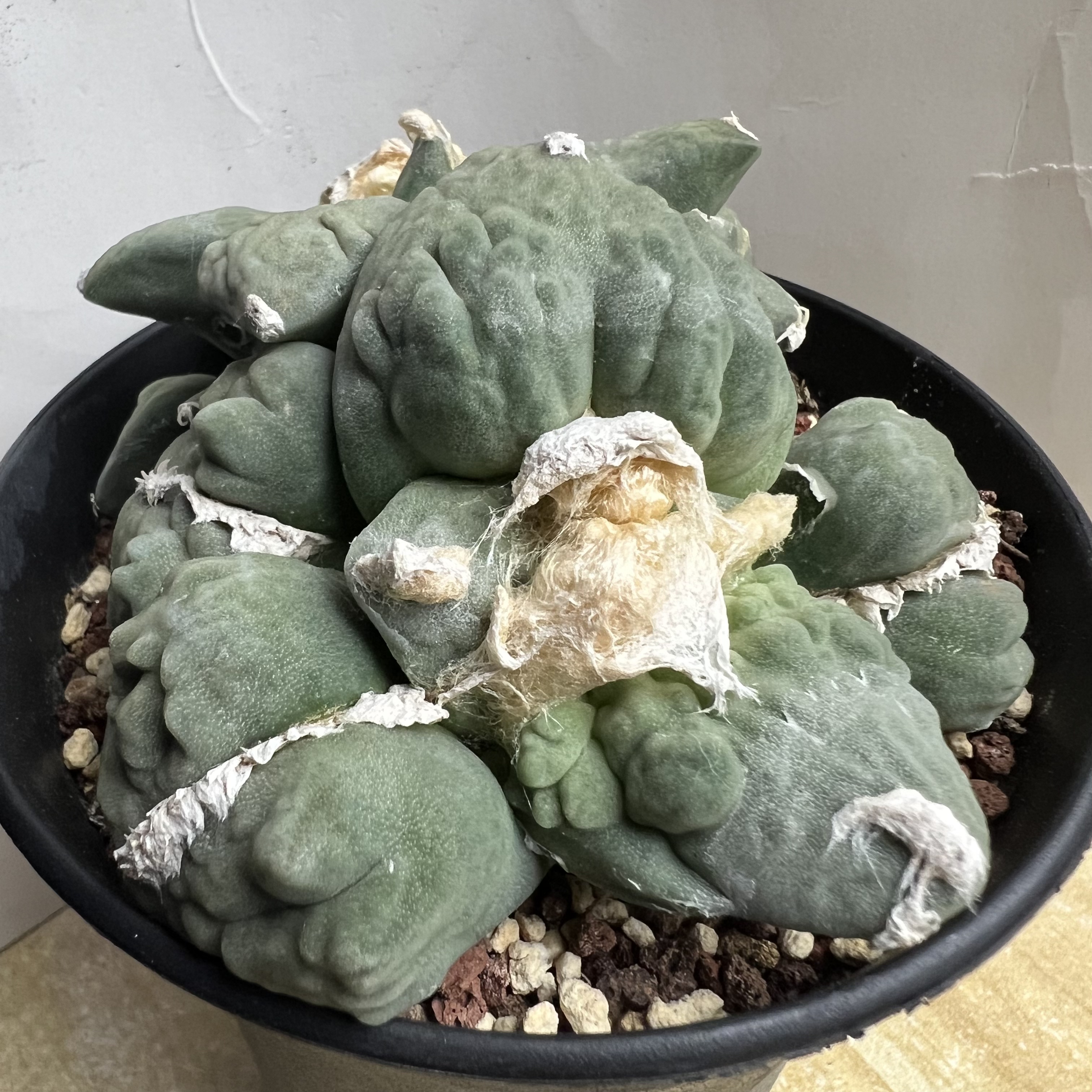大蛋疣怒涛牡丹自根防辐射仙人球块根多肉植物绿植盆栽花卉