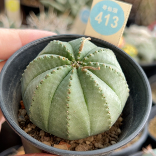 10实生欧系布纹球5.6cm