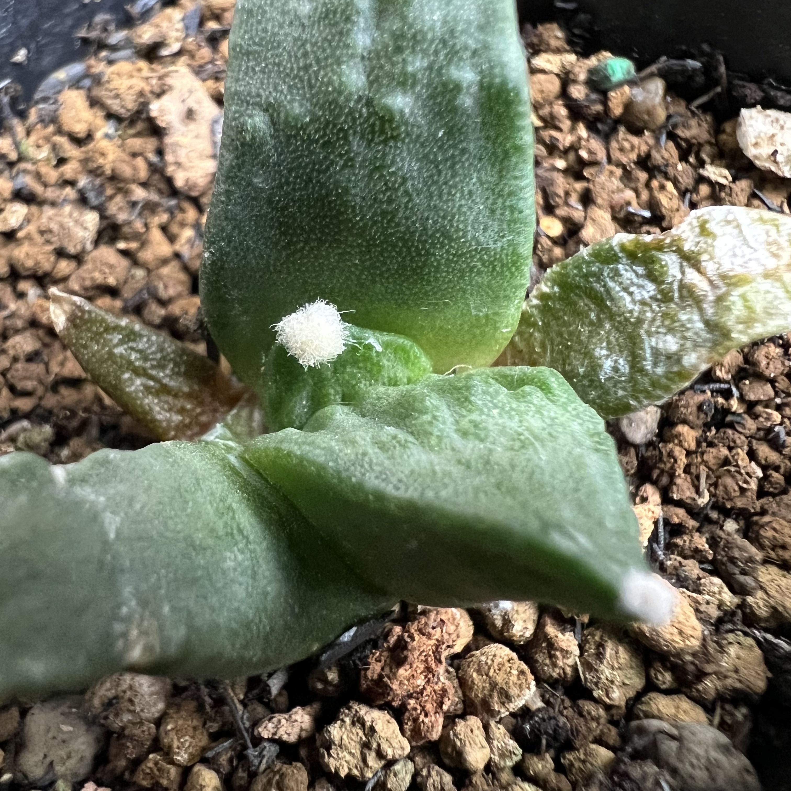 村主怒涛牡丹实生防辐射仙人球块根多肉植物绿植盆栽花卉龙舌兰