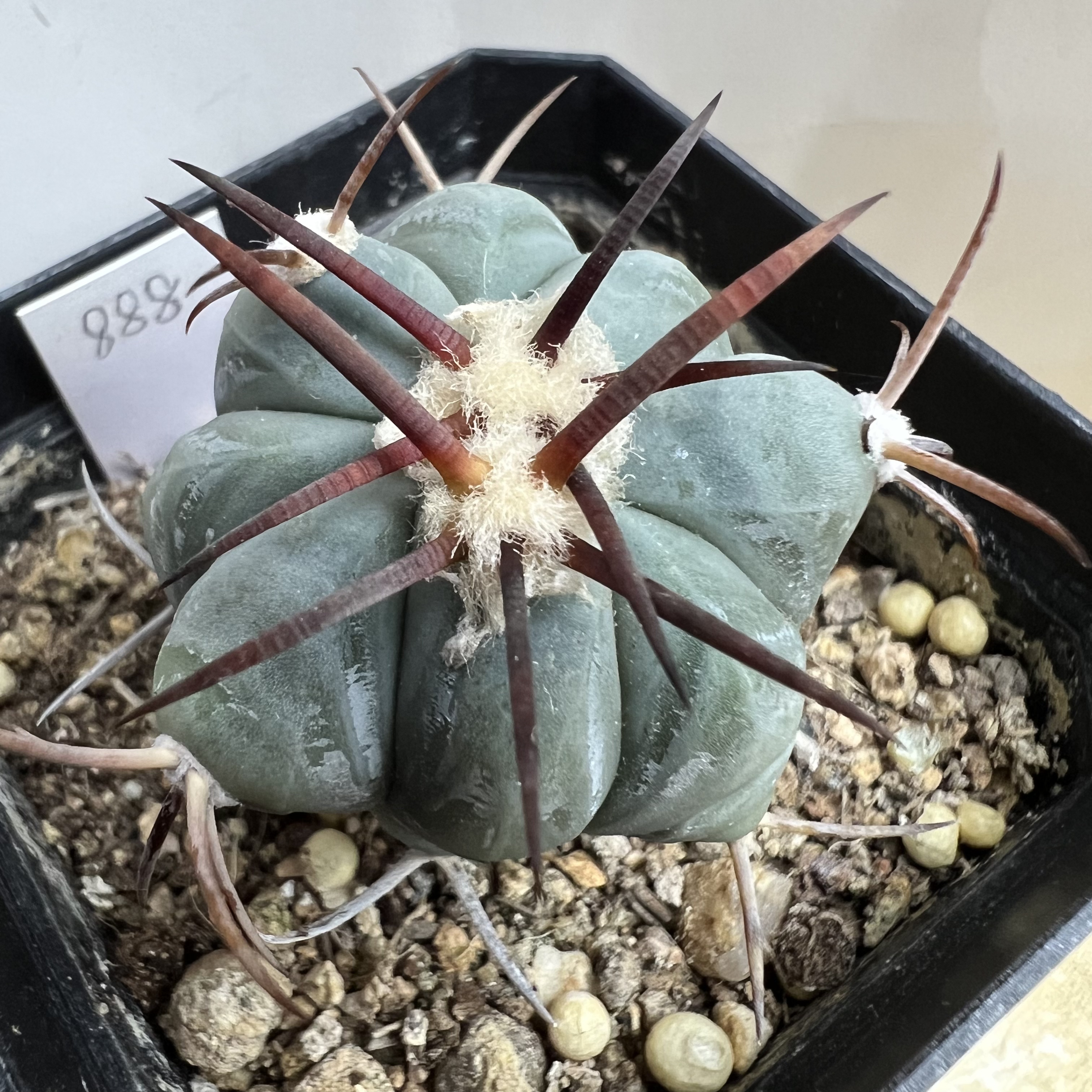 花王平丸实生防辐射仙人球块根多肉植物绿植盆栽花卉
