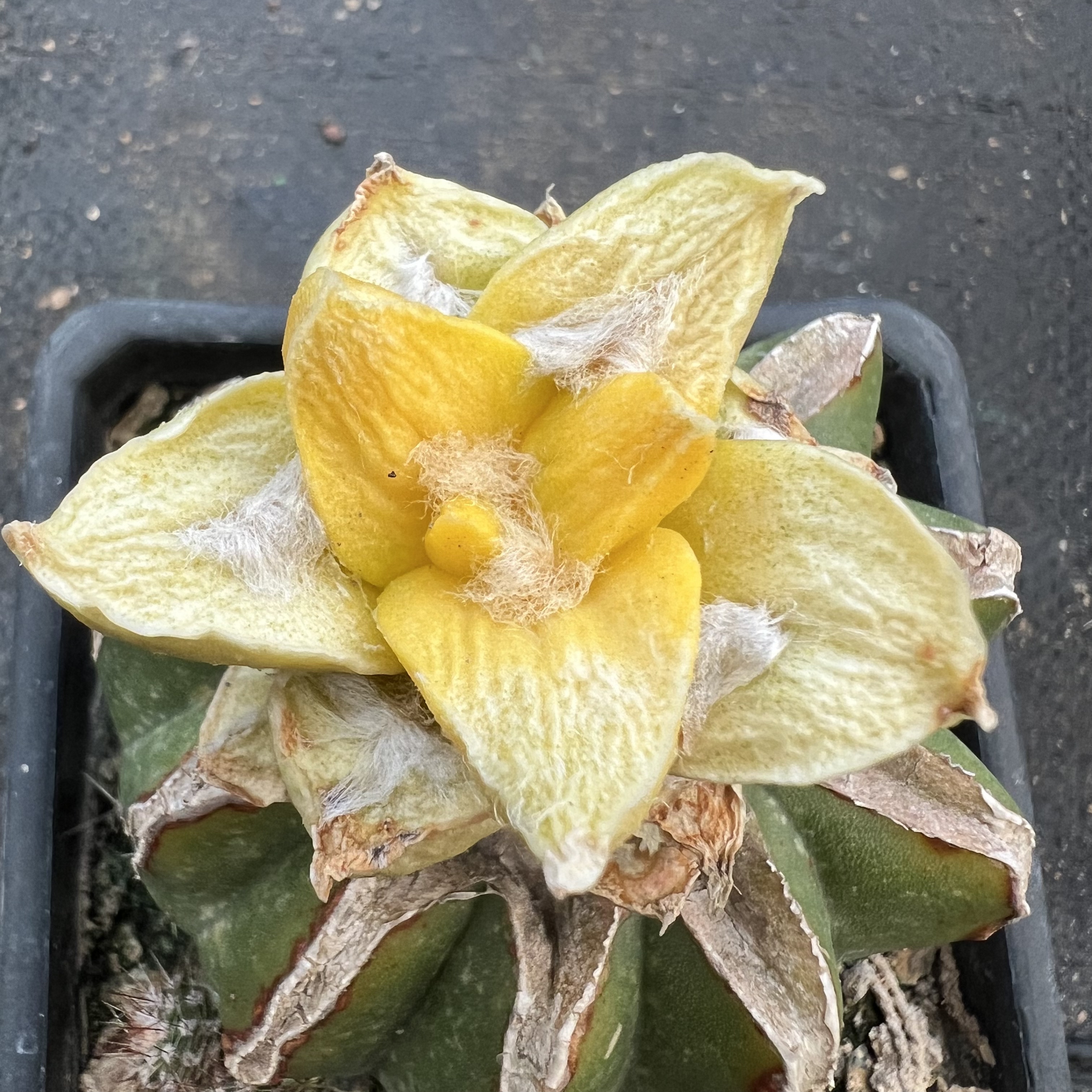 龙牙牡丹锦杂嫁接防辐射仙人球块根多肉植物绿植盆栽花卉