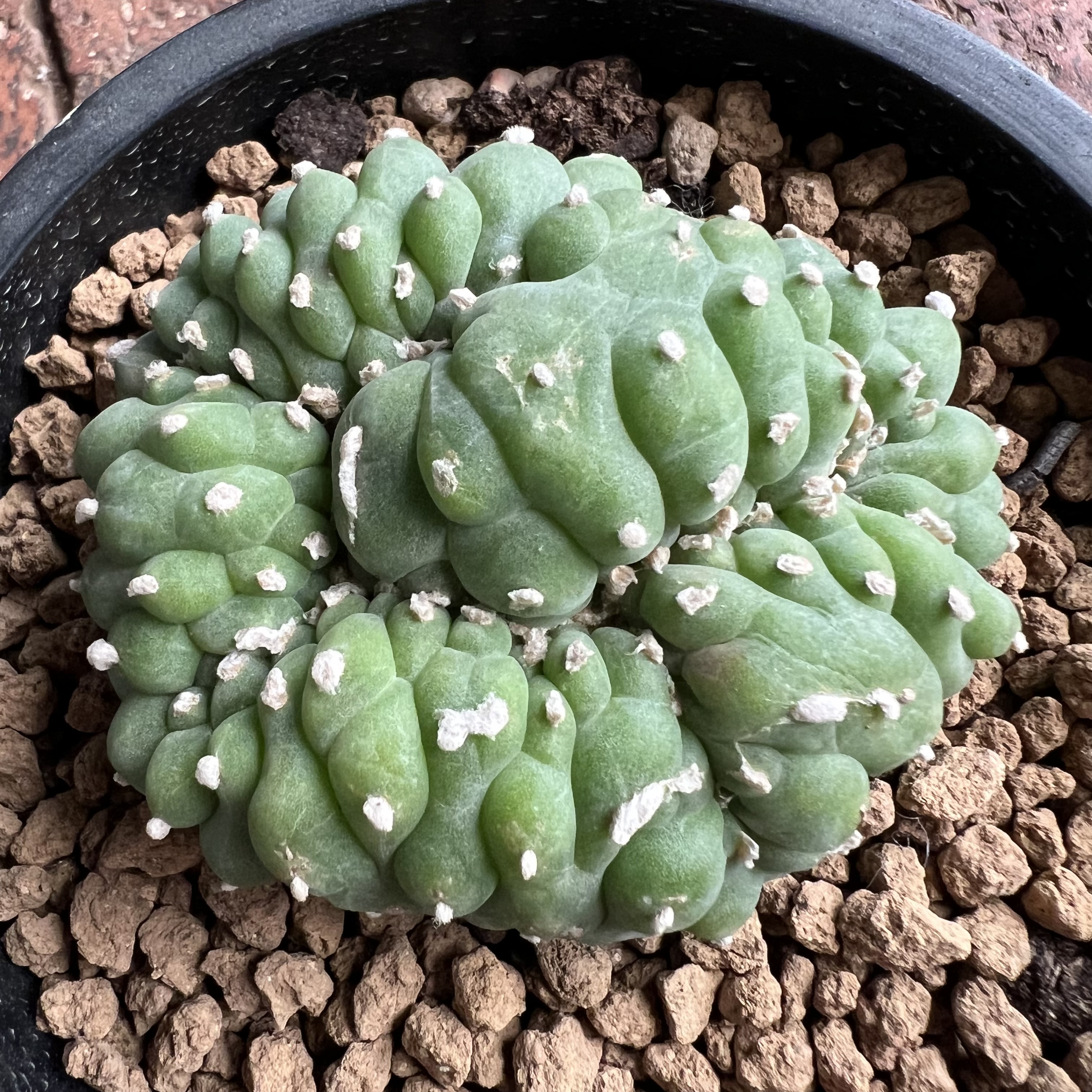萝卜根小疣佛头缀化防辐射仙人球块根多肉植物绿植盆栽
