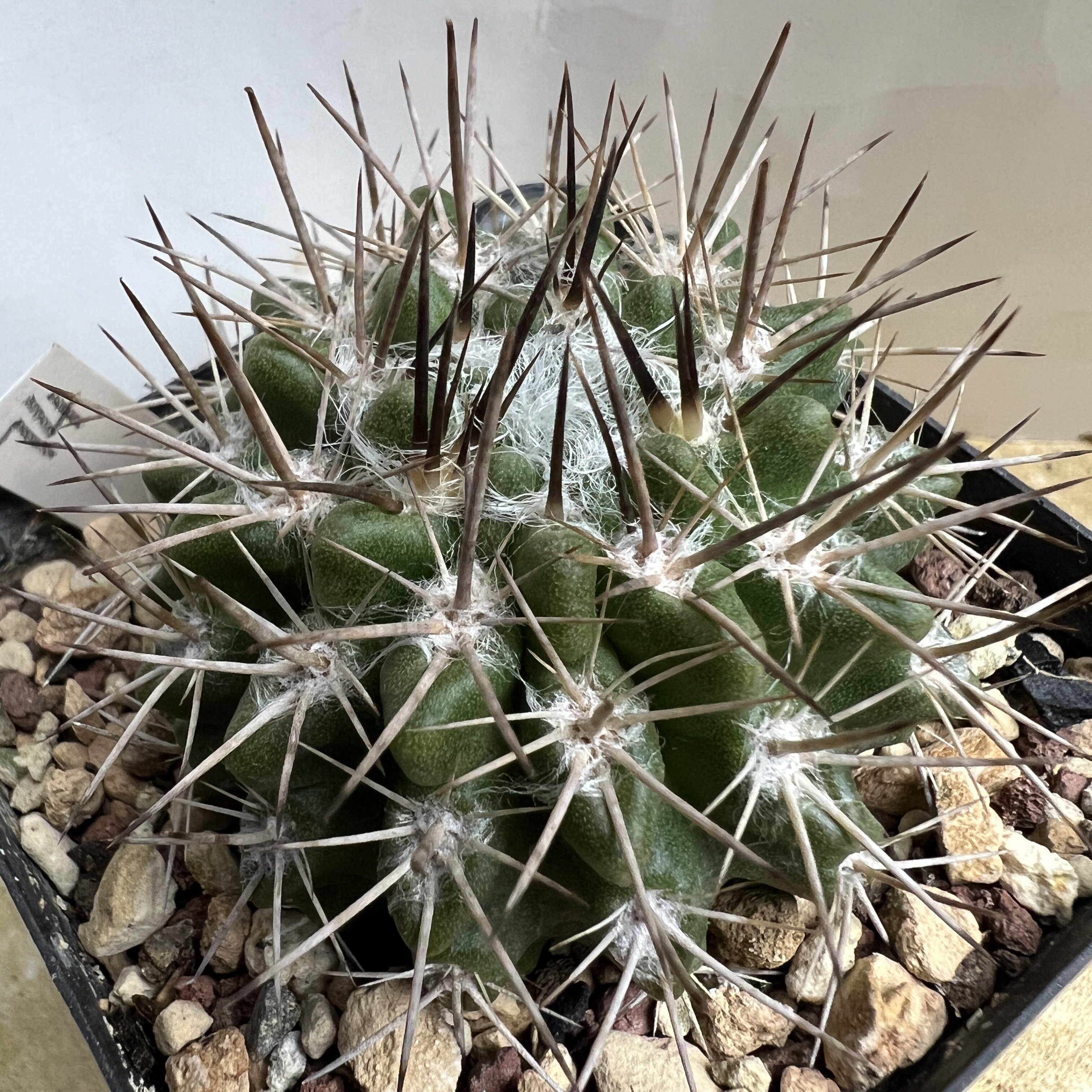 豪刺羊毛球实生仙人球块根多肉植物绿植盆栽花卉龙舌兰
