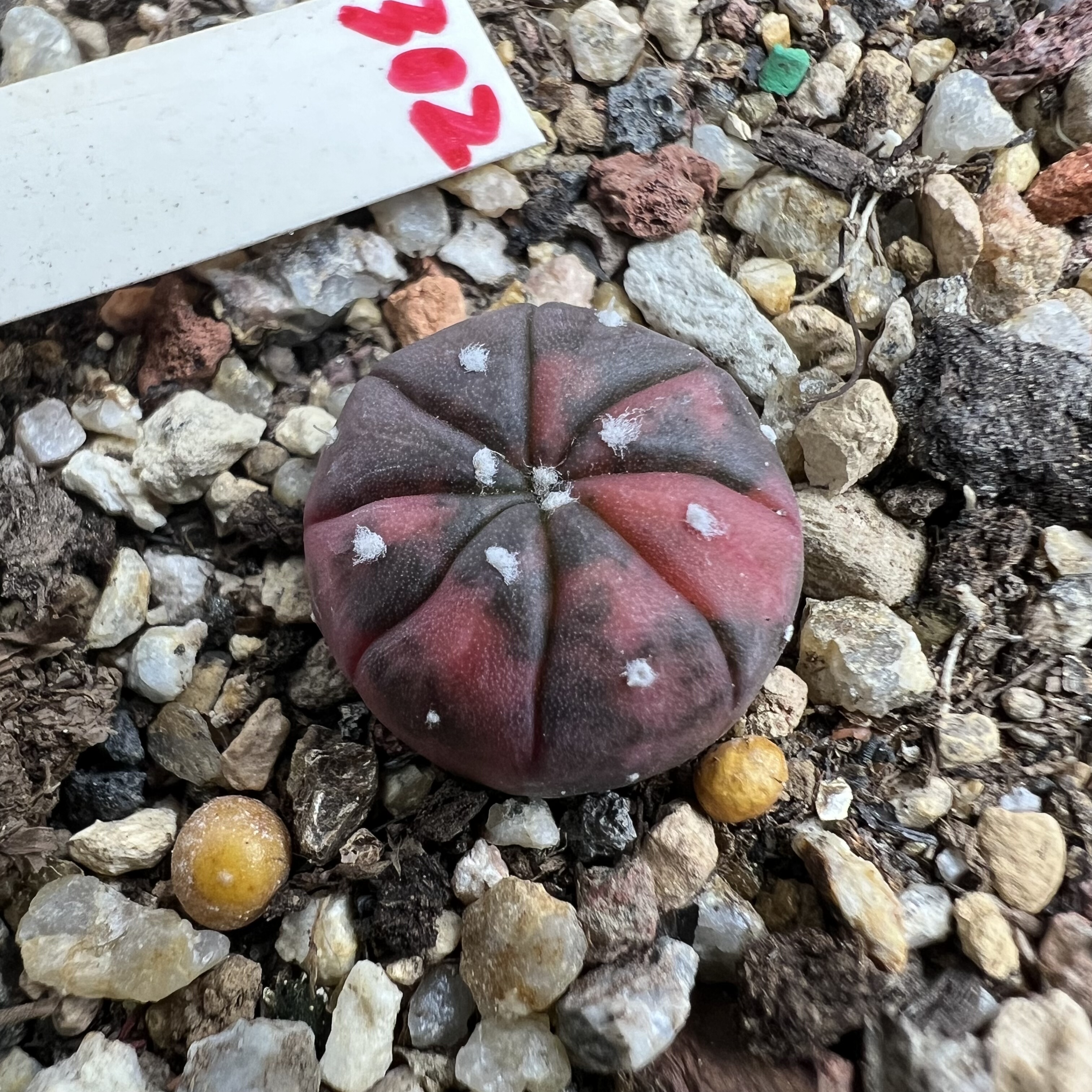 红兜锦实生仙人球块根多肉植物绿植盆栽花卉龙舌兰卧牛