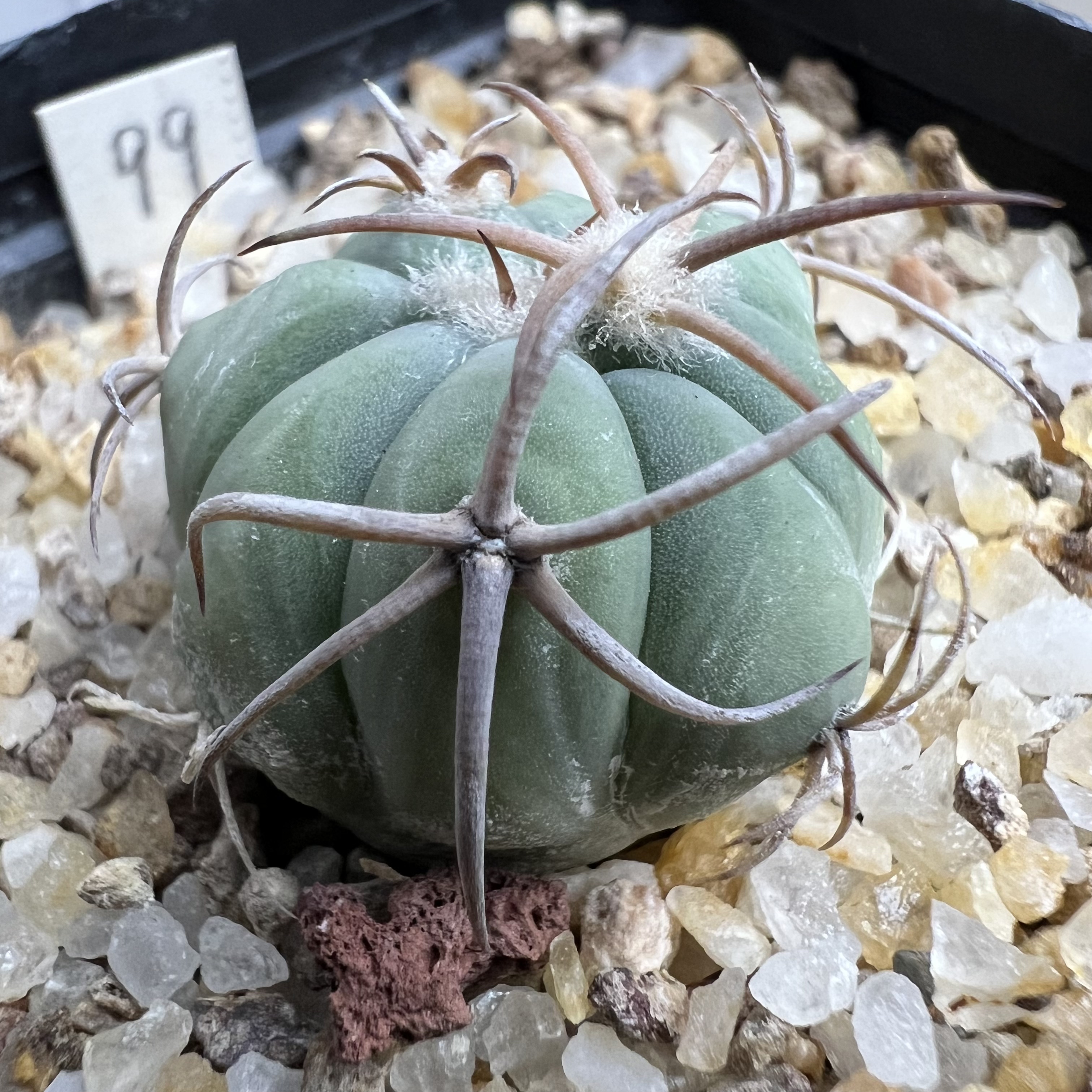 花王平丸实生防辐射仙人球块根多肉植物绿植盆栽花卉
