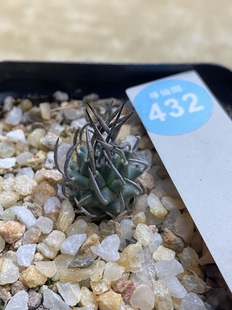 3实生长直刺碳刺升龙丸娇丽1.9cm