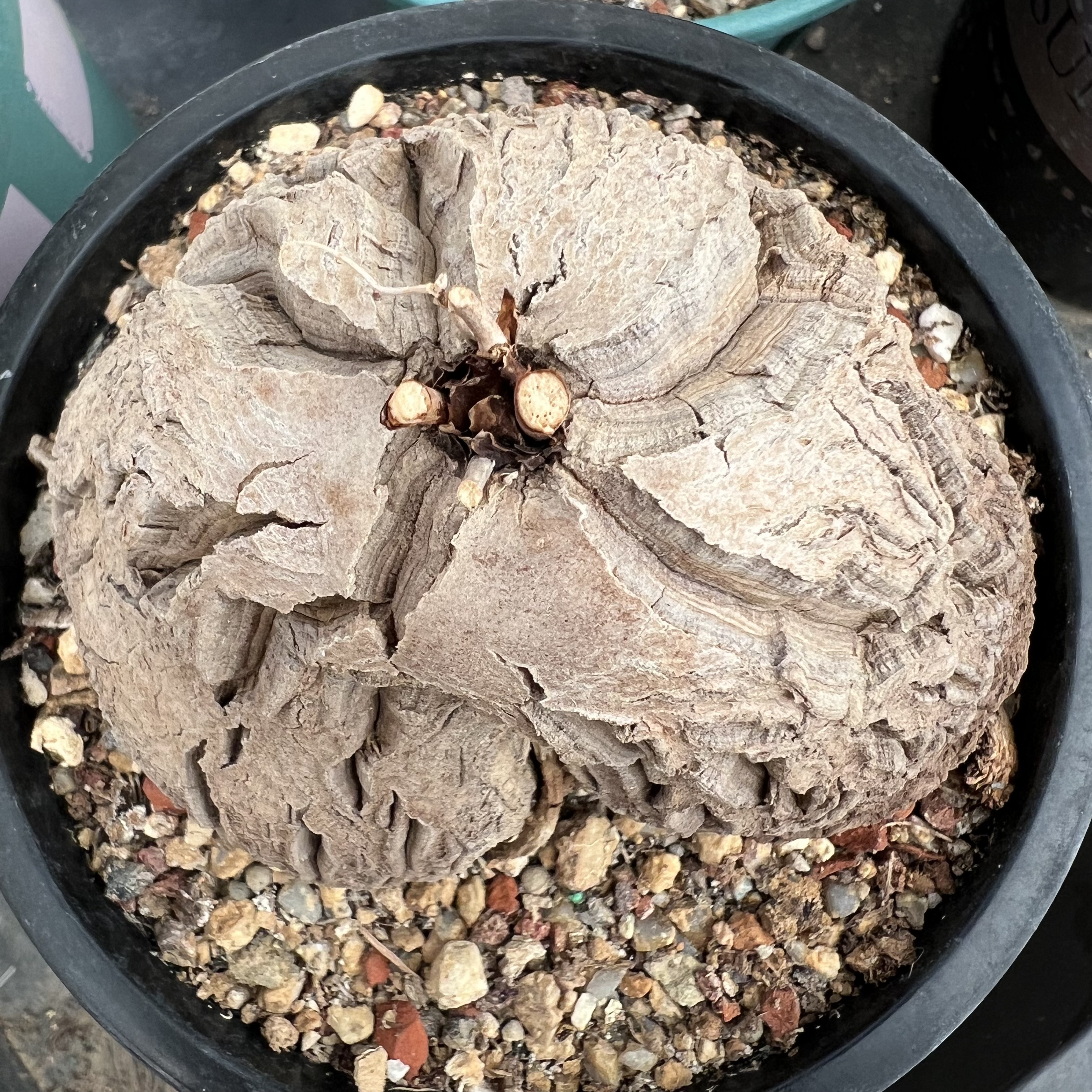 象足龟甲龙防辐射仙人球块根多肉植物绿植盆栽花卉龙舌兰