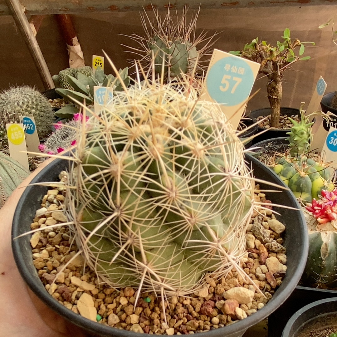 3实生白针大统领一颗6.1cm