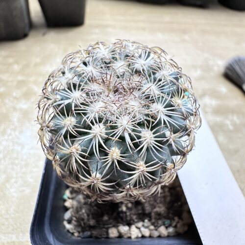 28实生伊莎贝拉娇丽4.2cm