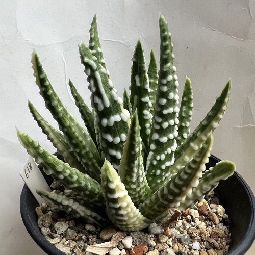 瓦苇硬叶泪珠锦实生防辐射仙人球块根多肉植物绿植盆栽花卉园艺