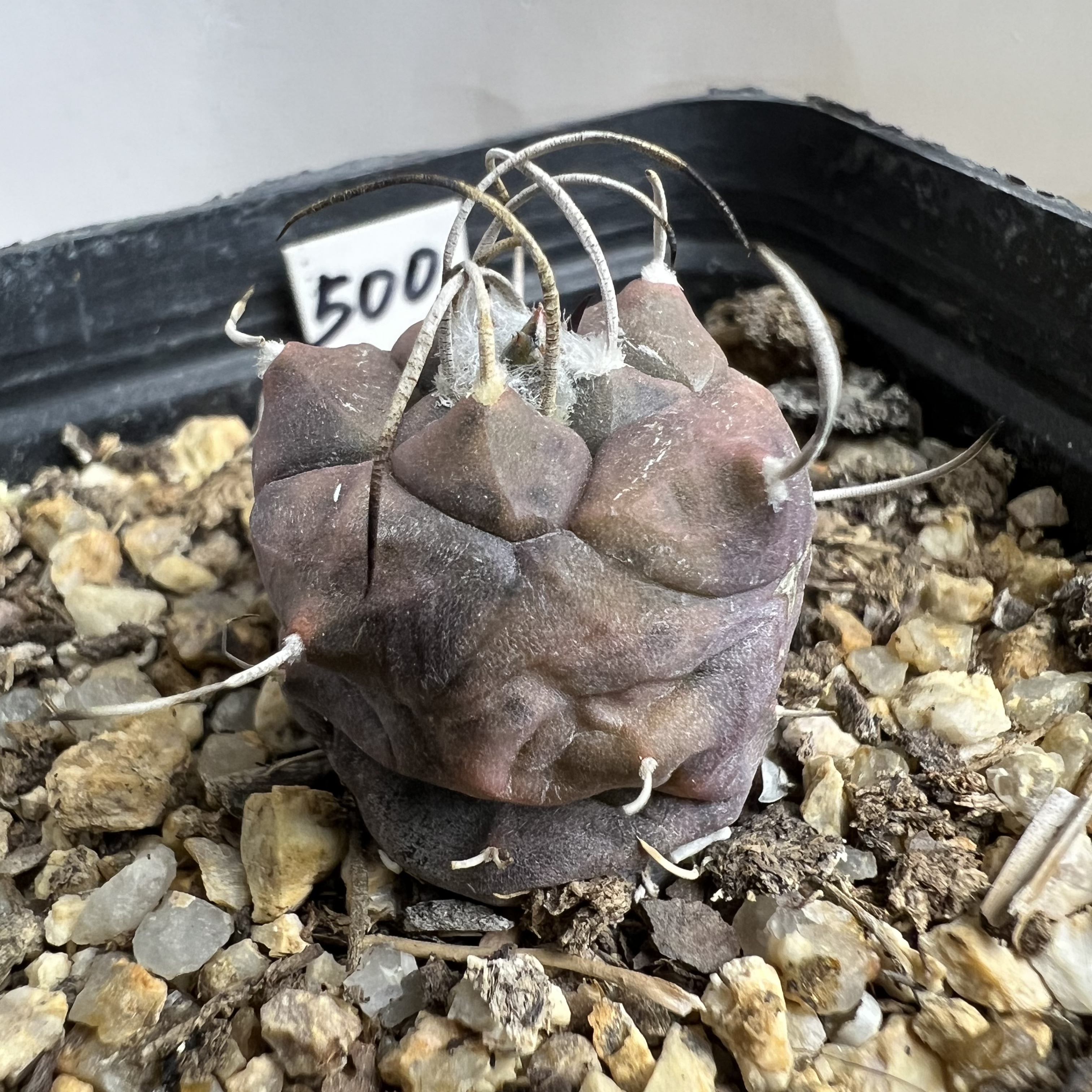 娇丽锦实生仙人球块根多肉植物绿植盆栽花卉龙舌兰