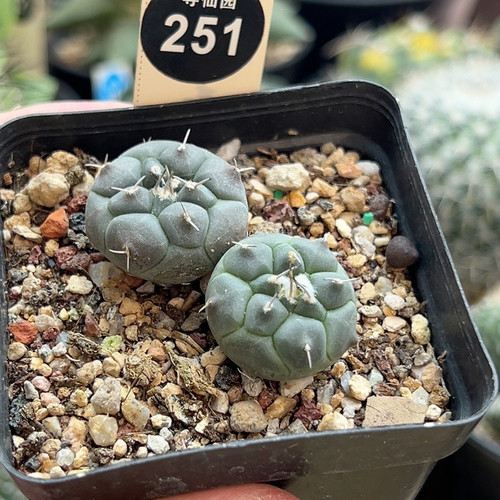 1实生冬云娇丽两棵2.2～2.4cm