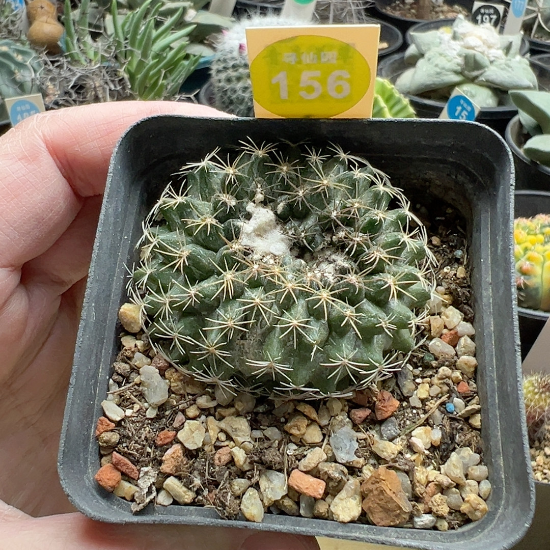 19实生龙爪球鱼鳞丸缀化5cm,鲜花速递/花卉仿真/绿植园艺,多肉植物,淘宝优惠券,粉丝福利购,淘宝优惠卷