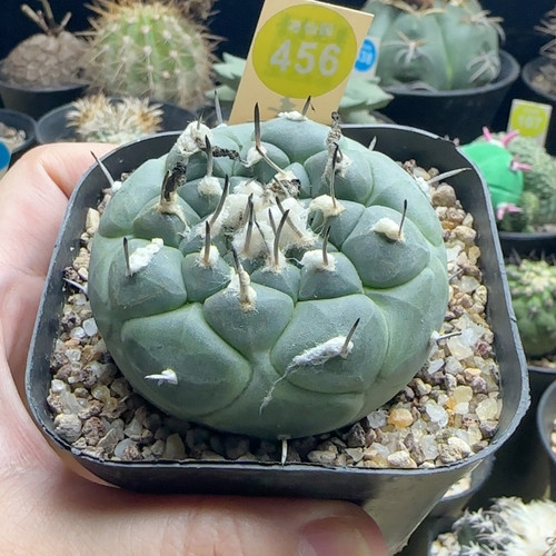 24实生老冬云娇丽5.9cm