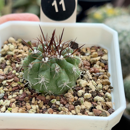 1实生狂刺伪装玉3cm
