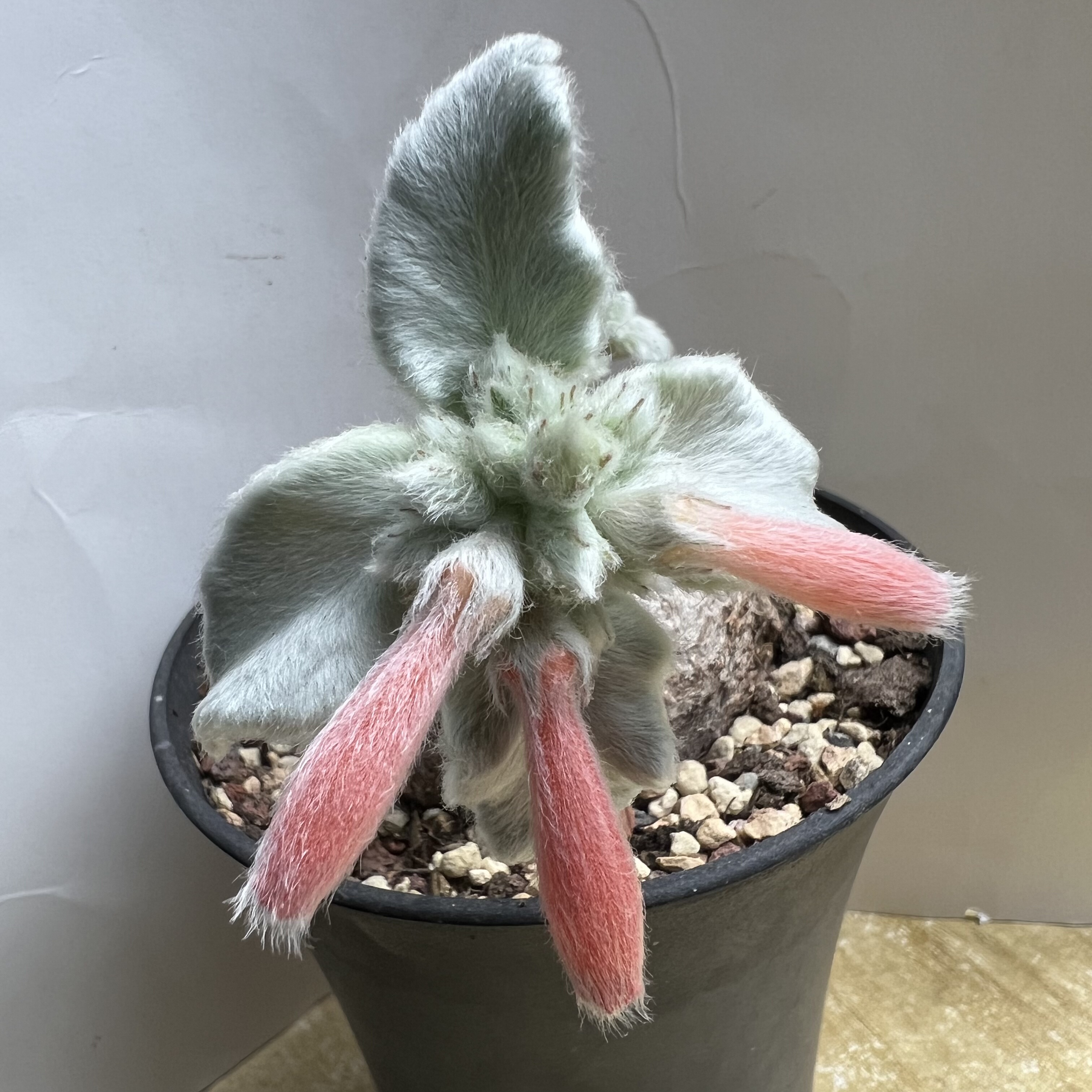 红花断崖女王防辐射仙人球块根多肉植物绿植盆栽花卉龙舌兰