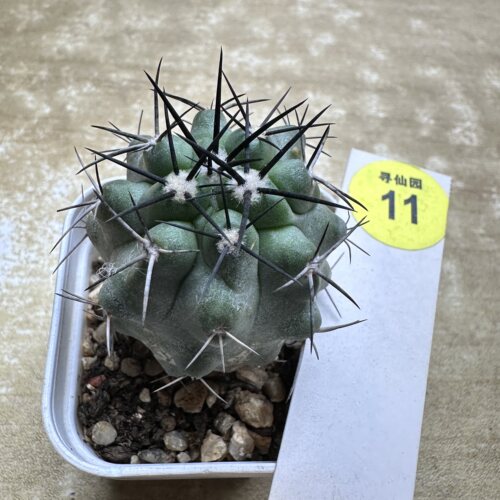 28实生狂刺龙爪球4.1cm