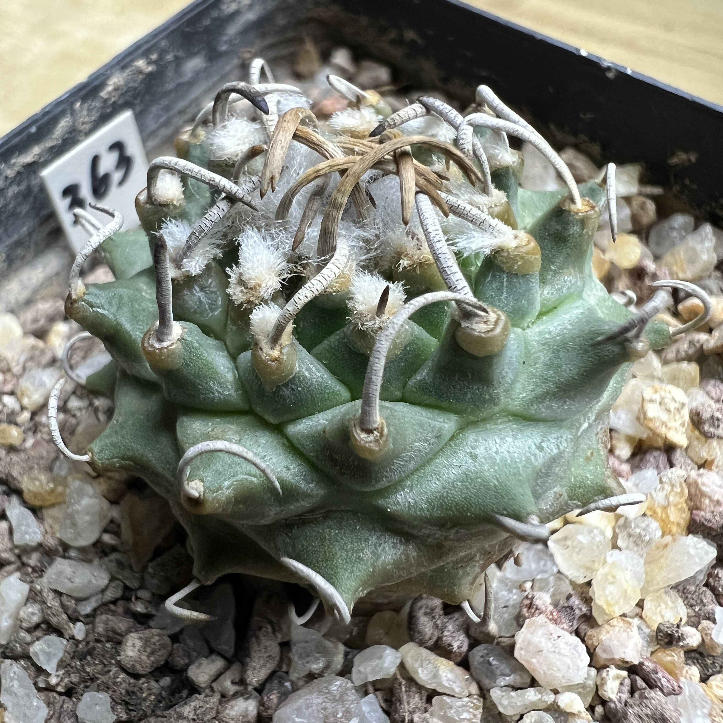 割刺安德森娇丽实生仙人球块根多肉植物绿植盆栽花卉龙舌兰