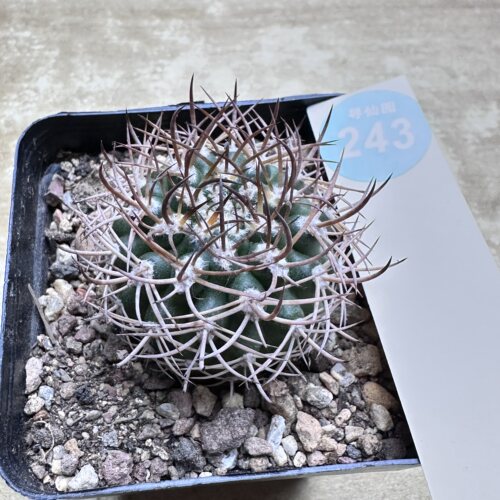 28实生狂刺逆豹丸3.9cm