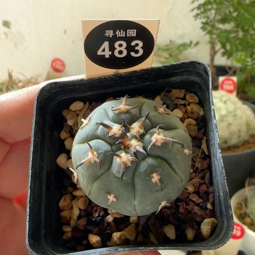 25实生短豪刺猫爪3.3cm