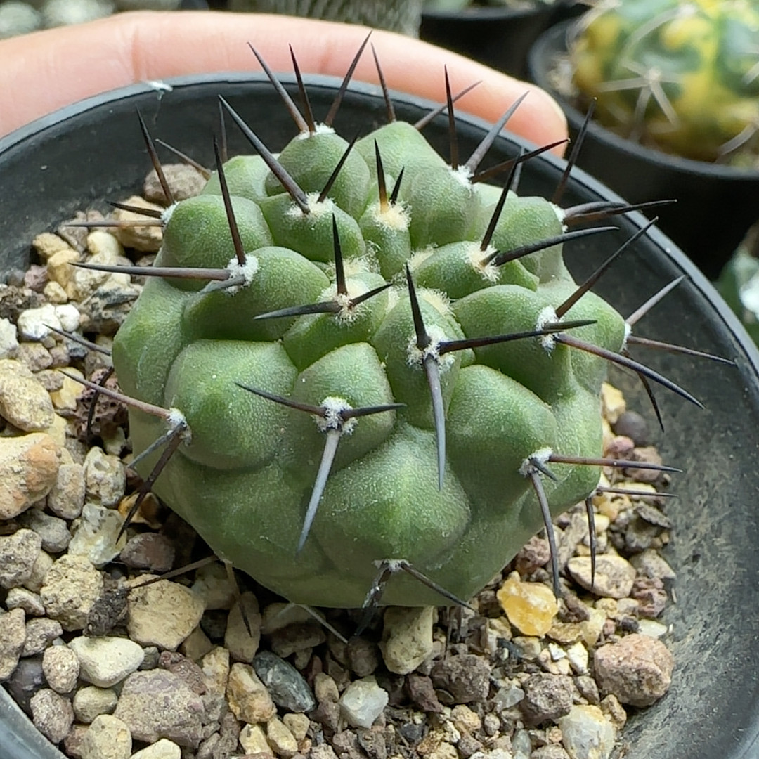 24短豪刺黑王丸实生3.8厘米