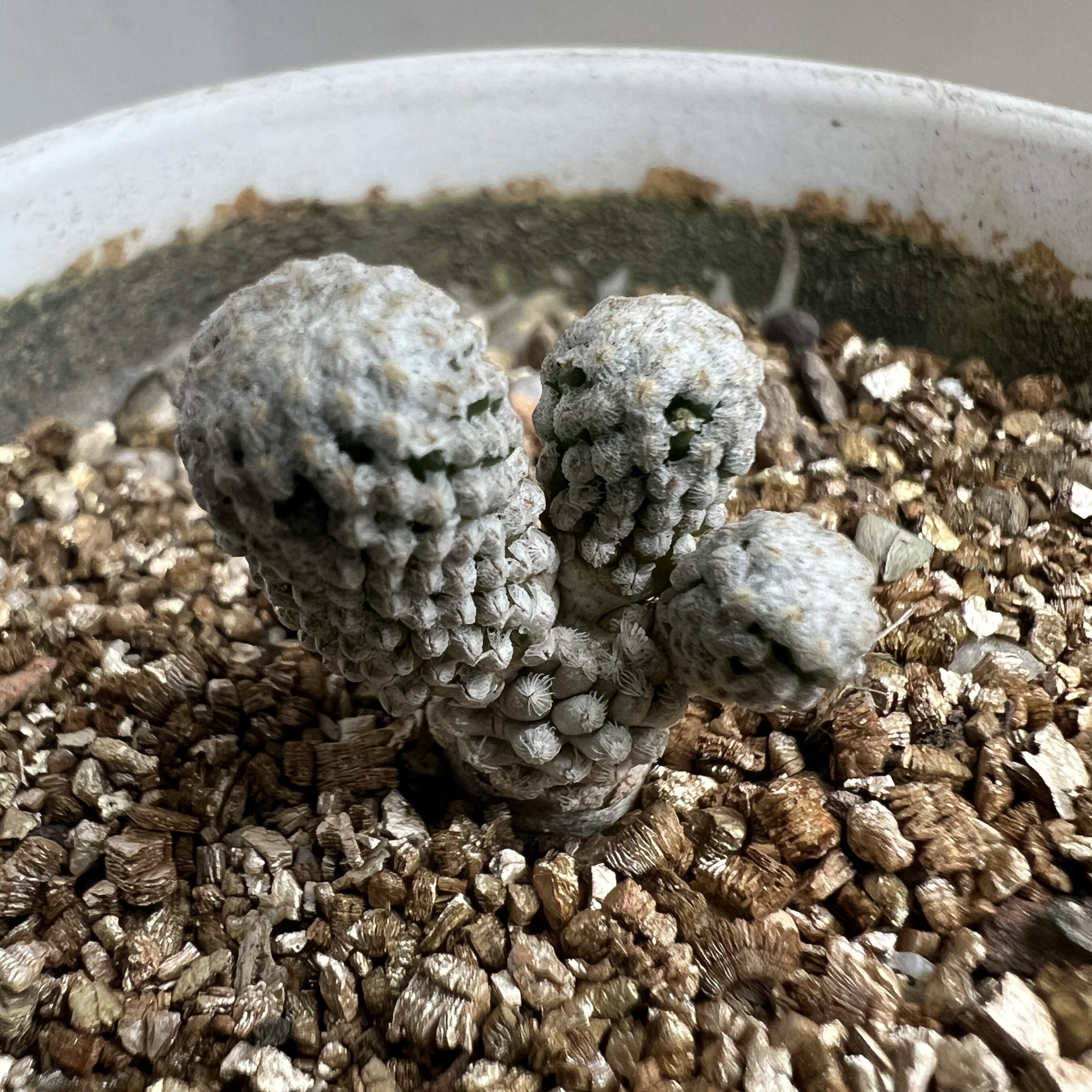 银牡丹群实生仙人球块根多肉植物绿植盆栽花卉龙舌兰