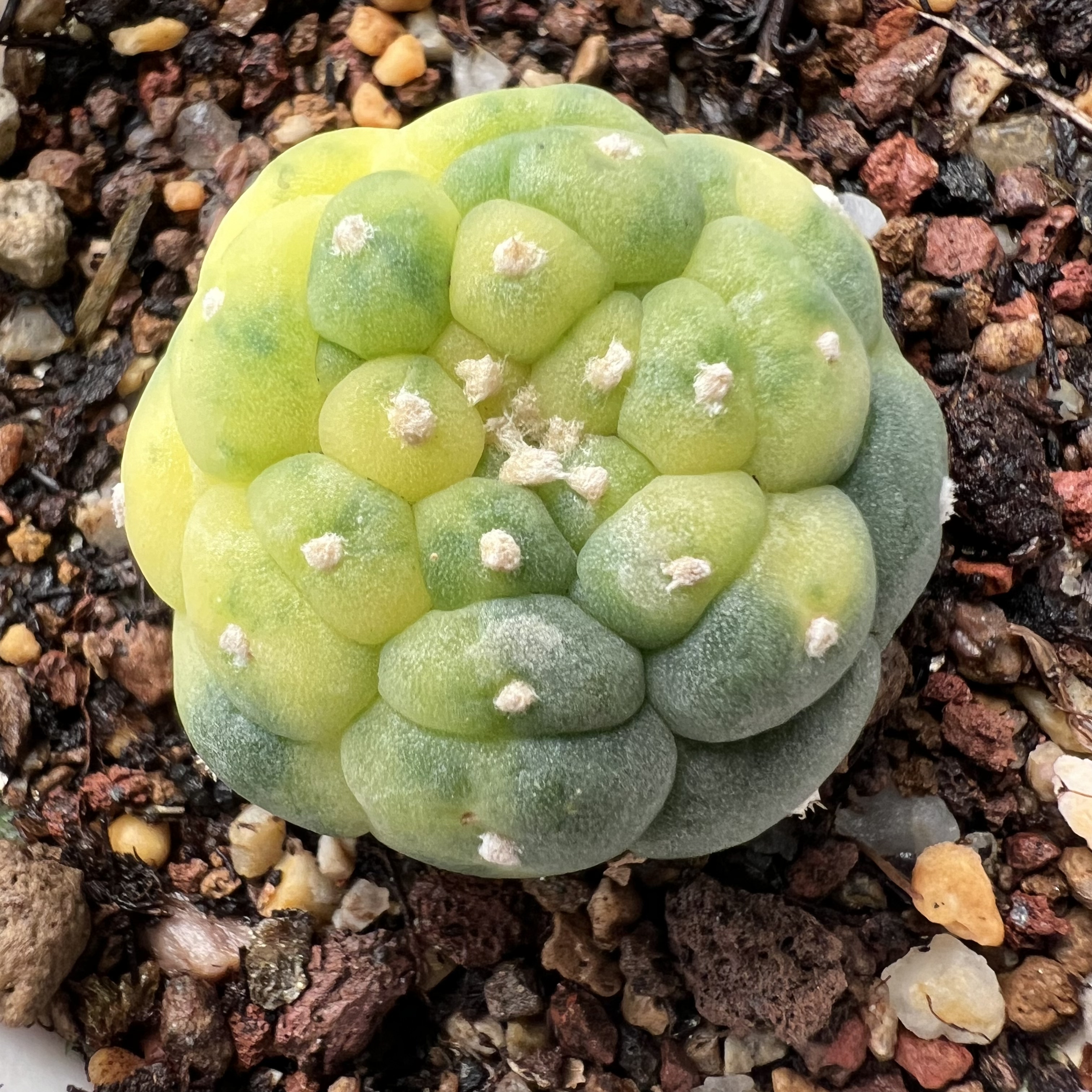 特小疣佛头海鲜锦自根防辐射仙人球块根多肉植物绿植盆栽花卉