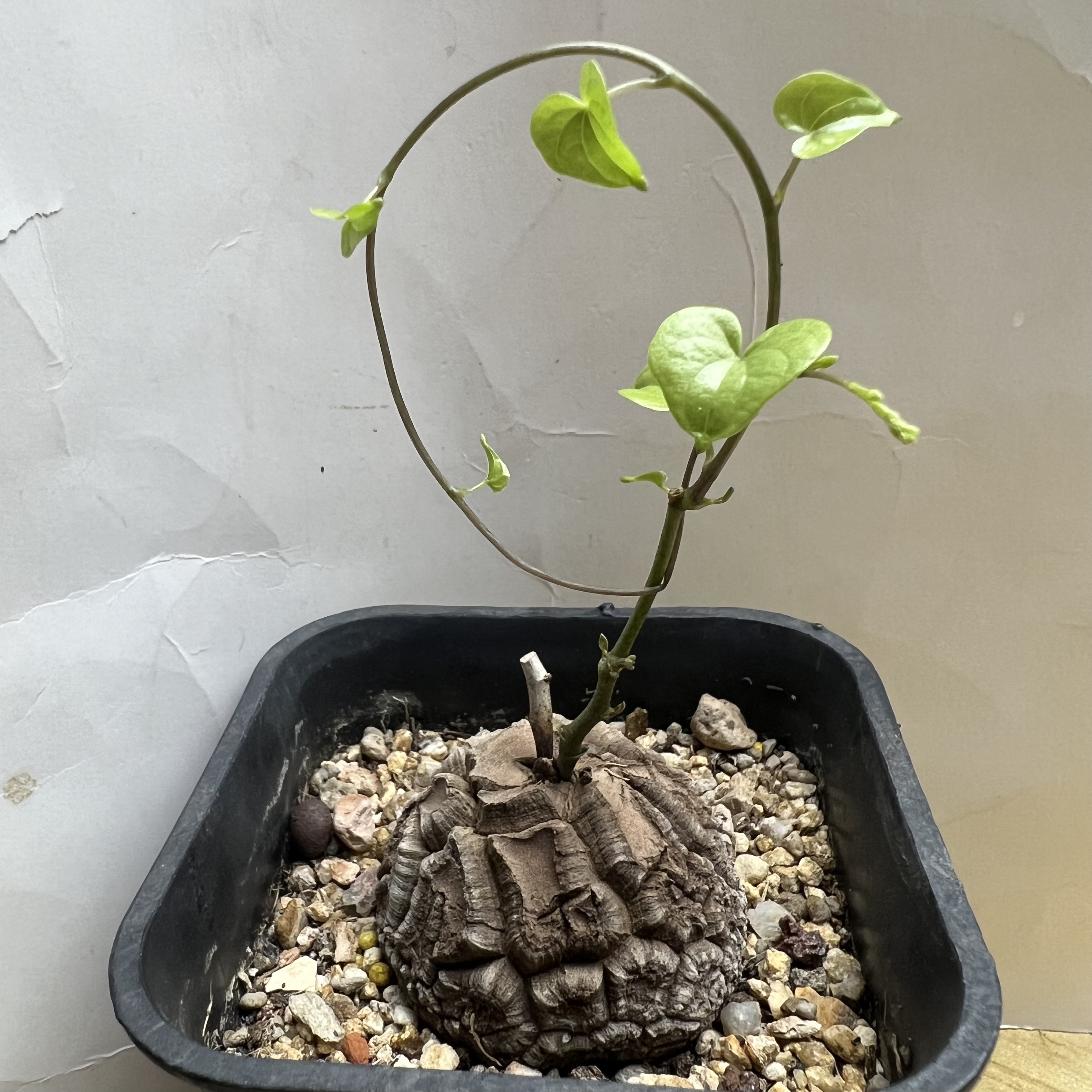 南非龟甲龙仙人球块根多肉植物绿植盆栽花卉龙舌兰