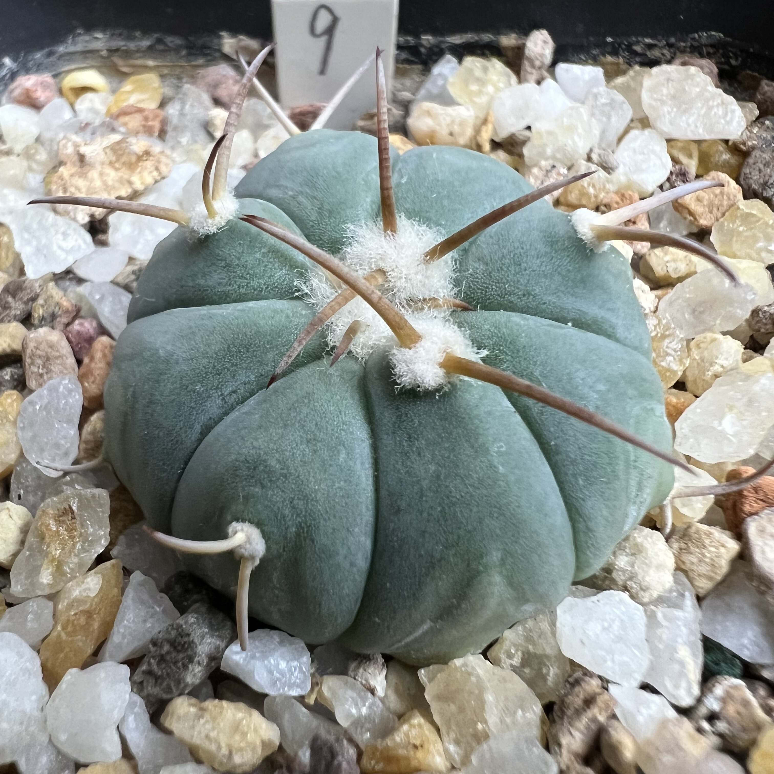 翠平丸实生防辐射仙人球块根多肉植物绿植盆栽花卉龙舌兰