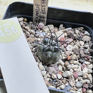 24实生狂粗刺龙爪球栗星玉1.7cm