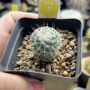 11实生北境娇丽2.8cm