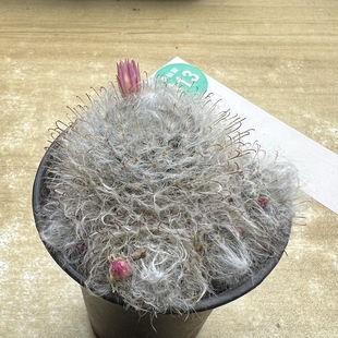 8实生粉花白云高砂群一棵仙人球