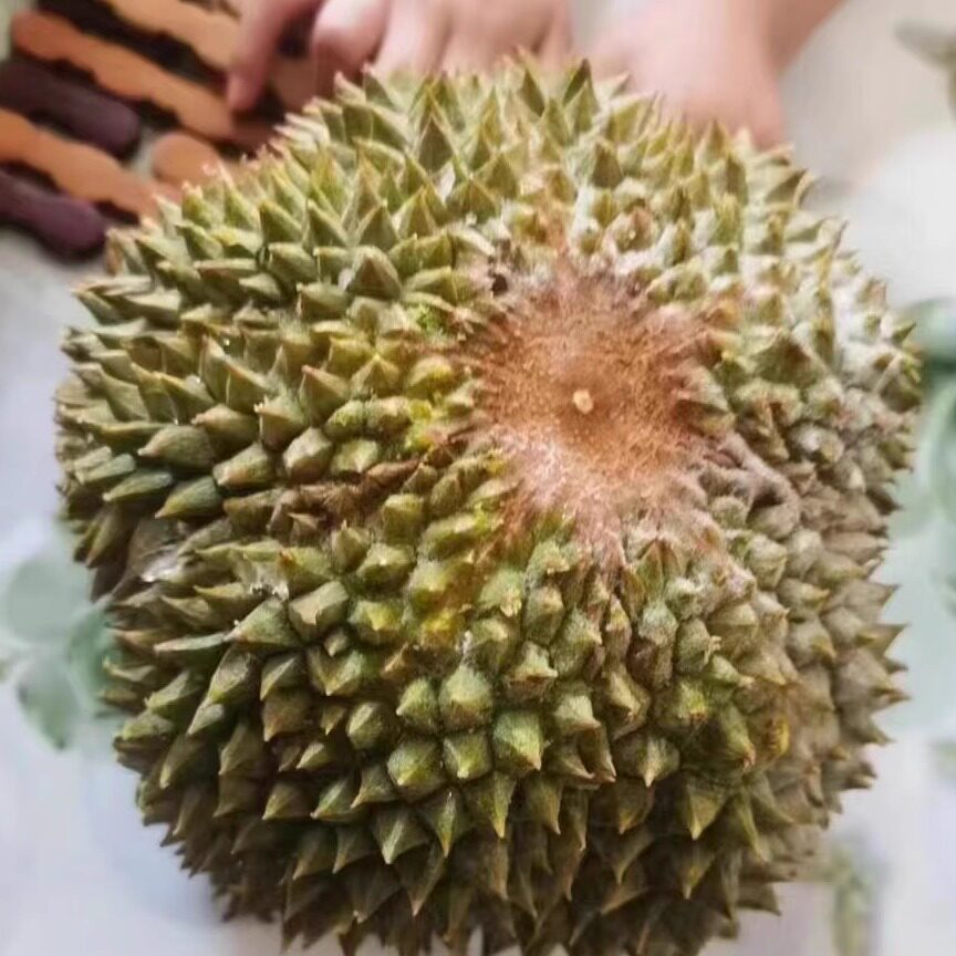 马来西亚榴莲黑刺果肉液氮